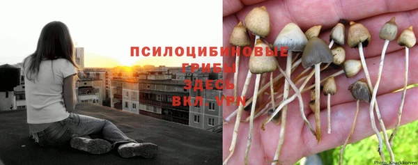 гидра Козловка
